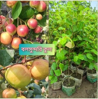 ১০ টি বিভিন্ন ফলের গাছ